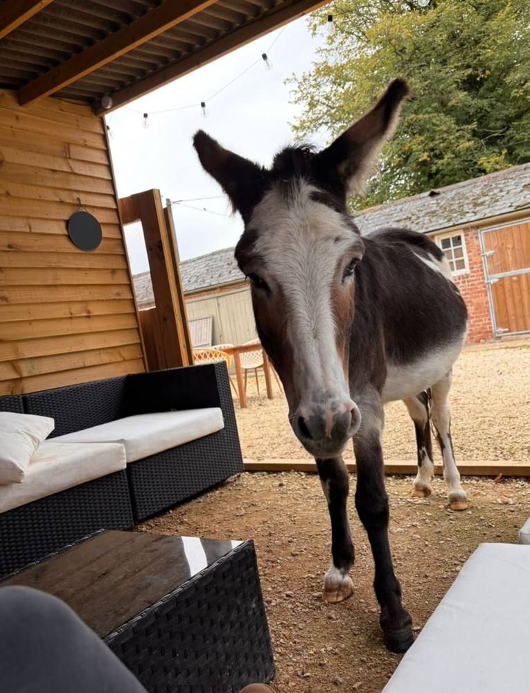 A donkey wandering past the sofas in the covered outdoor lounge.