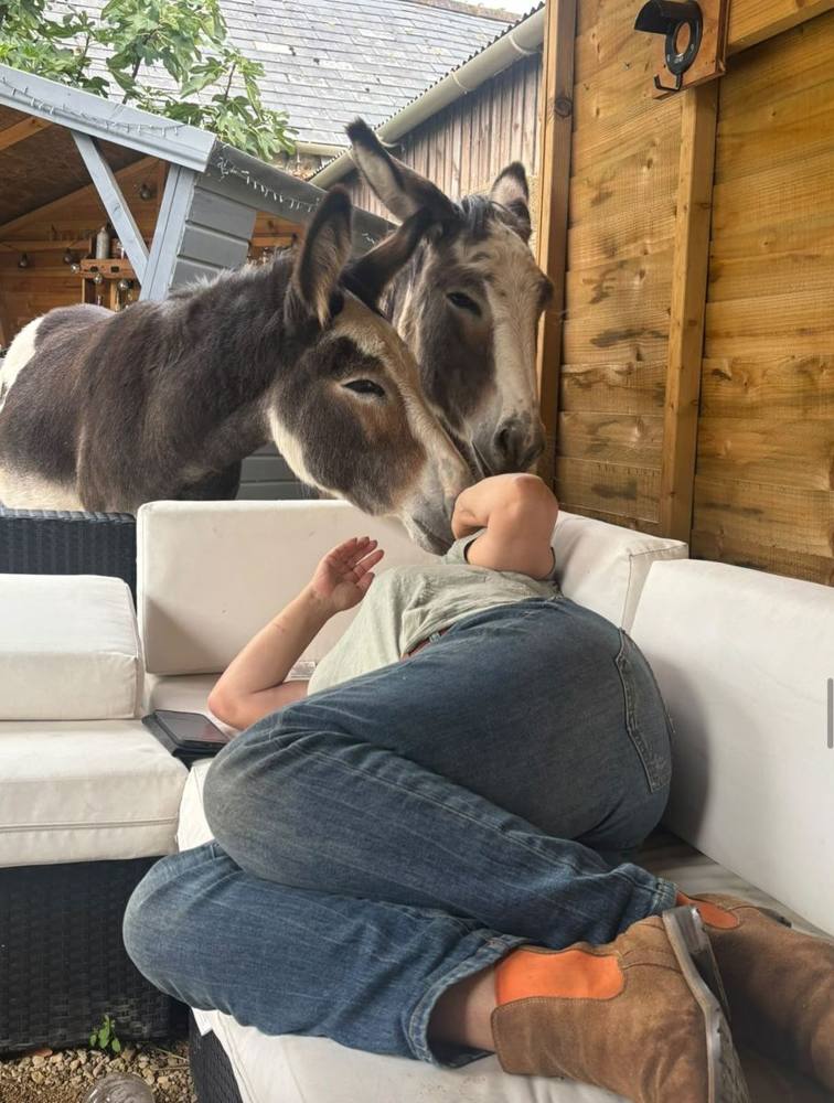 Two donkeys leaning in for a cuddle with a man relaxing on the sofa.