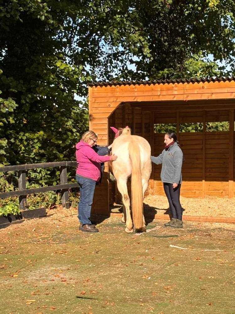 Two people working on the ground with a palomino horse outside the stables.