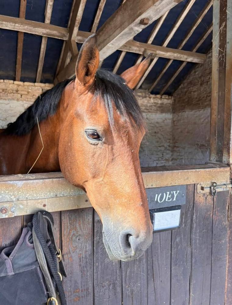 Joey, a bay horse, looking out over his stable door.