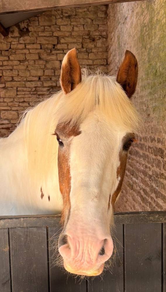 A palomino and white pony looking over a stable door.