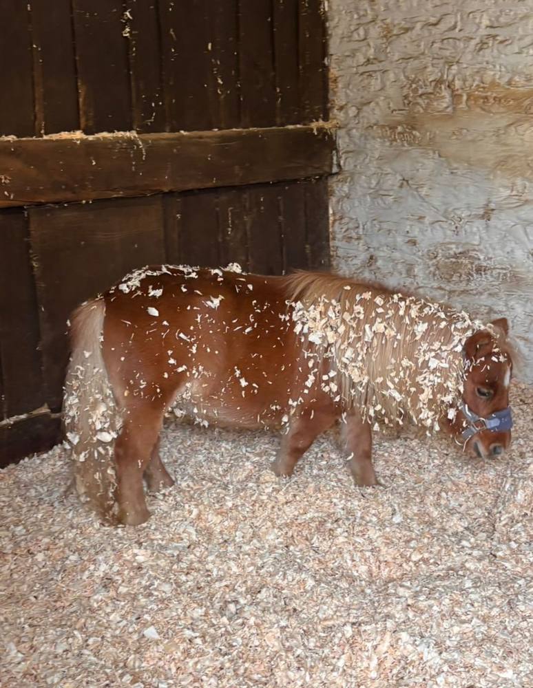 A chestnut and white Shetland pony dusted with wood shavings in its stable.
