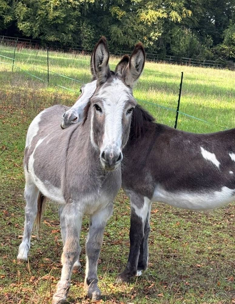 Two donkeys standing together in the paddock.