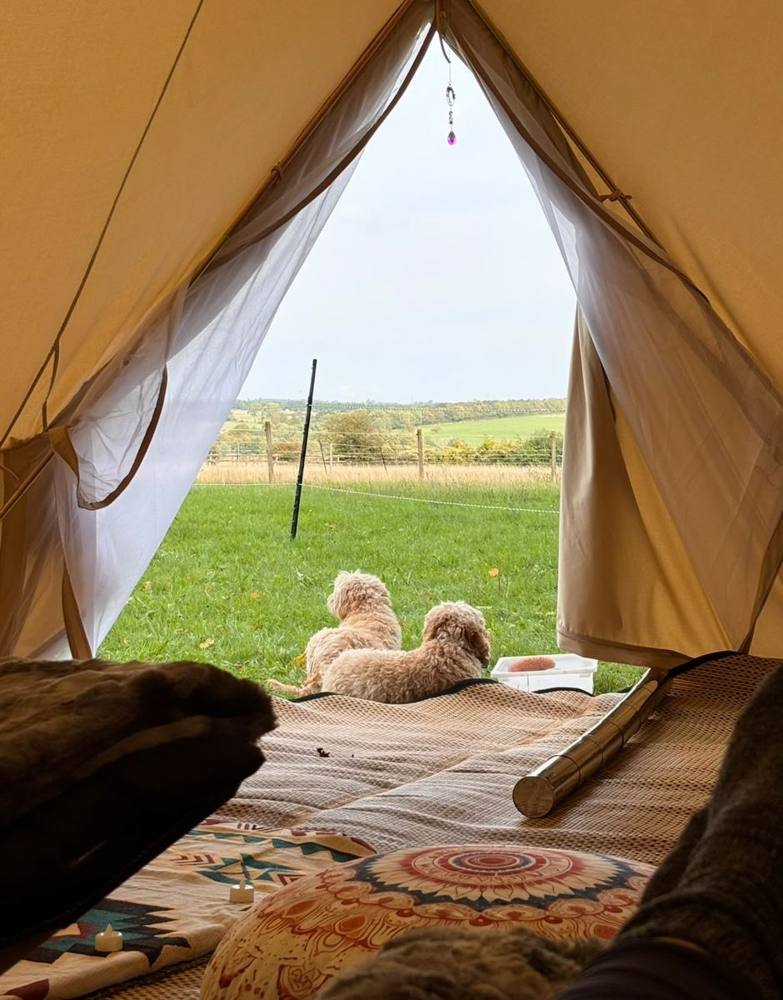 Looking out of the bell tent door at two dogs resting on the grass.