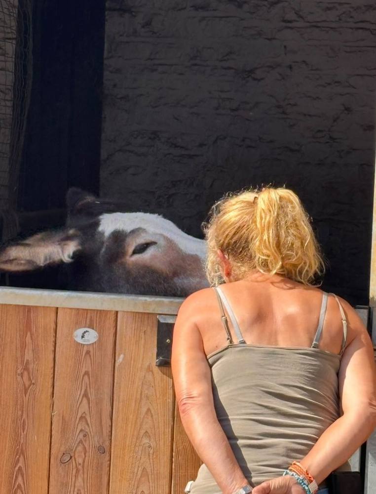 A visitor standing with a donkey who is leaning over the stable door.
