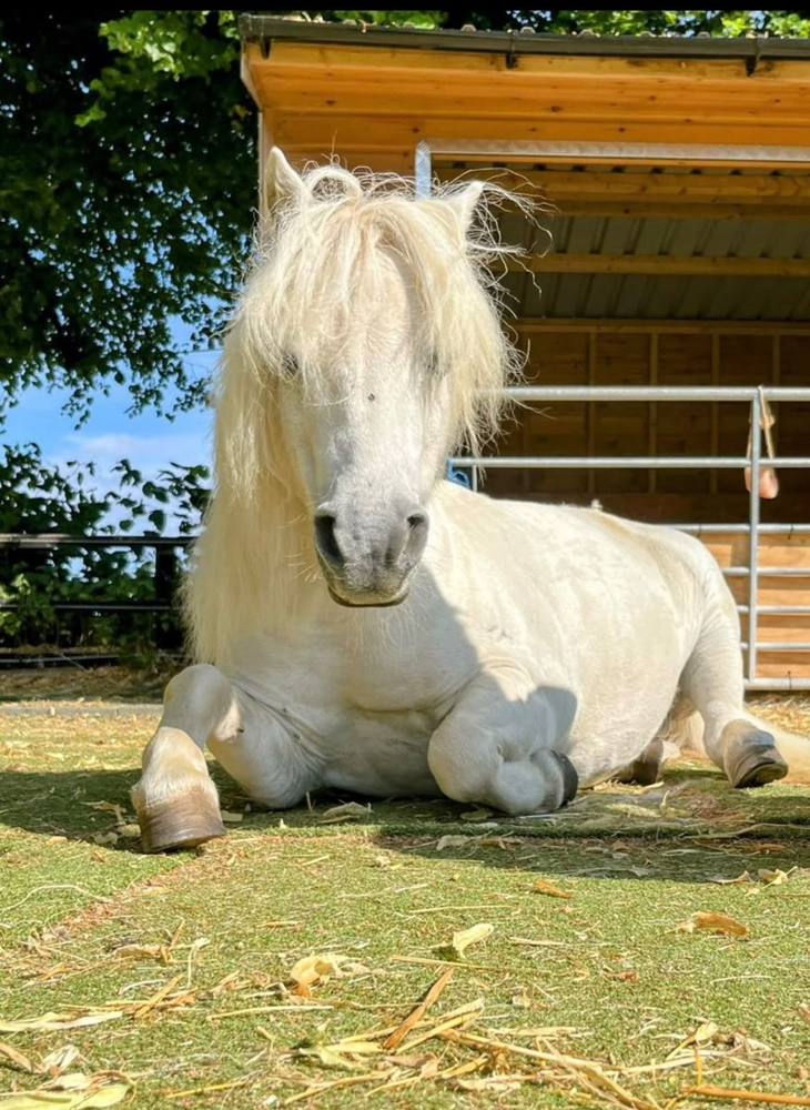 A white pony lying down contentedly on the grass.