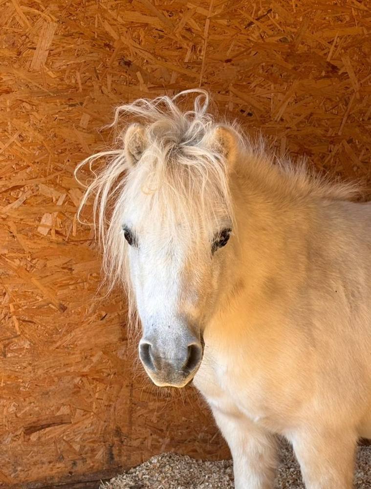 A white Shetland pony in its stable.