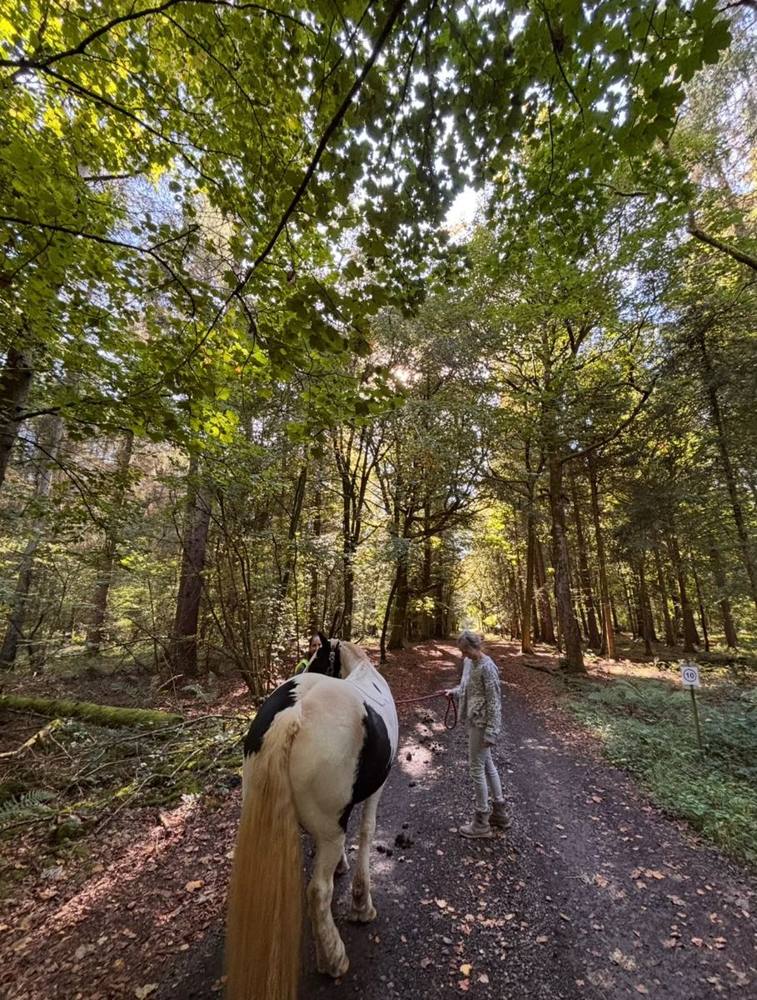 Horses being led along a sunlit woodland track.