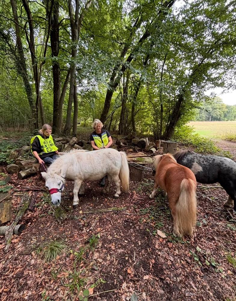 Two people in hi-vis walking ponies through the woods.